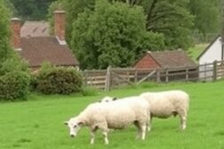 Жизнь в сельской Англии: плюсы и минусы — честный взгляд из окна леди-курятника